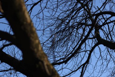 Kentsel bir çevrede ağaç