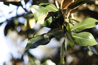 Kentsel bir çevrede ağaç