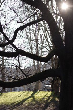 Kentsel bir çevrede ağaç