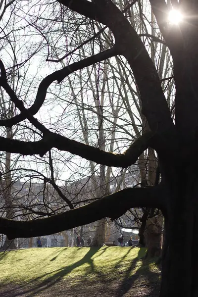 Kentsel bir çevrede ağaç