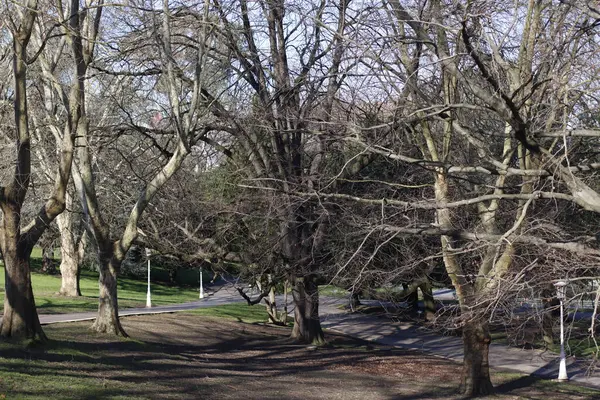 Kentsel bir çevrede ağaç