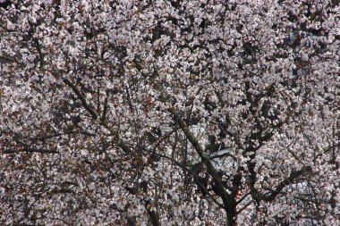 Şehirde bahar çiçekleri var.