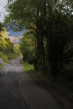 Bir şehir parkında bitki örtüsü
