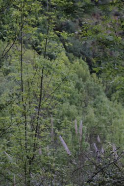 Bir şehir parkında bitki örtüsü