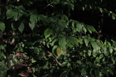 Bir şehir parkında bitki örtüsü