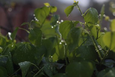 Bir şehir parkında bitki örtüsü