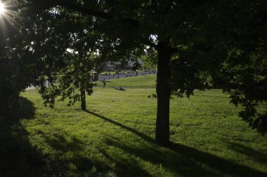 Parkta bitki örtüsü