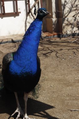 Bahçede tüylü bir tavus kuşu