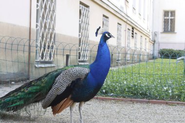 Bahçede tüylü bir tavus kuşu