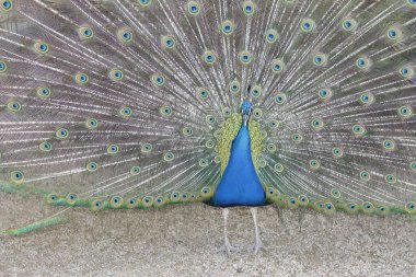 Bahçede tüylü bir tavus kuşu