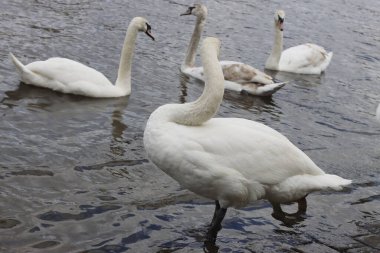 Prag, Çek Cumhuriyeti 'nin nehir kenarındaki Kuğular