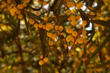 Fas, Marakeş bahçesinde bitki örtüsü