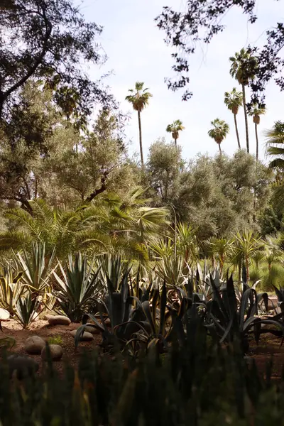 stock image Vegetation in a garden of Marrakech, Morocco