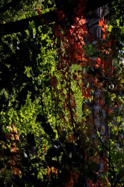 Kentsel bir çevrede bitki örtüsü