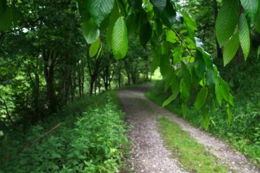 Bir şehir parkında bitki örtüsü