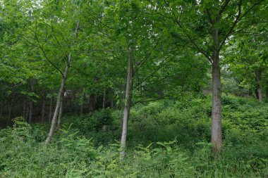 Bir şehir parkında bitki örtüsü