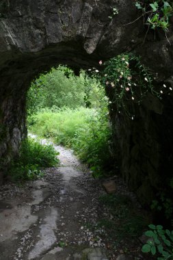 Bir şehir parkında bitki örtüsü