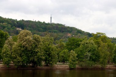 Bir şehir parkında bitki örtüsü