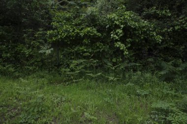 Bir şehir parkında bitki örtüsü