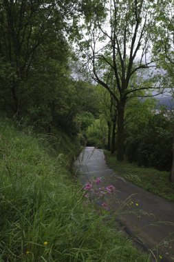 Bir şehir parkında bitki örtüsü