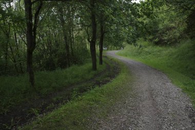 Bir şehir parkında bitki örtüsü