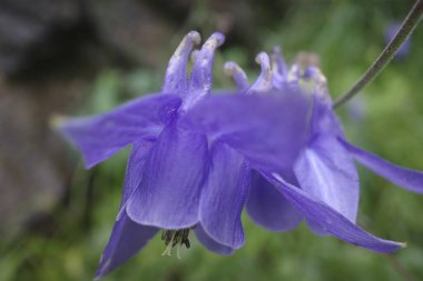 Bilbao 'da bir şehir parkında bitki örtüsü