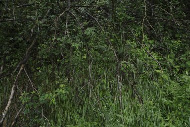 Bilbao 'da bir şehir parkında bitki örtüsü