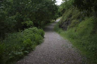 Bilbao 'da bir şehir parkında bitki örtüsü