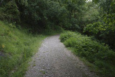 Bilbao 'da bir şehir parkında bitki örtüsü
