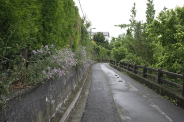 Bilbao 'da bir şehir parkında bitki örtüsü