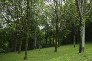 Bilbao 'da bir şehir parkında bitki örtüsü