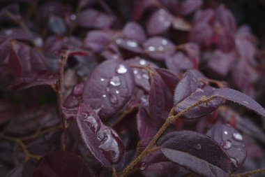 Bilbao 'da bir şehir parkında bitki örtüsü