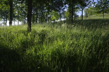 Bilbao 'da bir şehir parkında bitki örtüsü