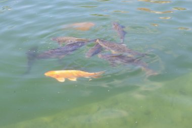 Havuzdaki renkli balıklar