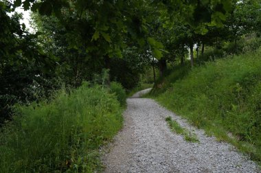 Bir şehir parkında bitki örtüsü