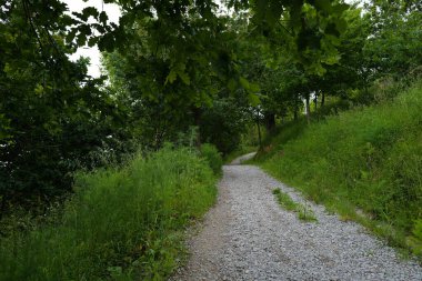 Bir şehir parkında bitki örtüsü