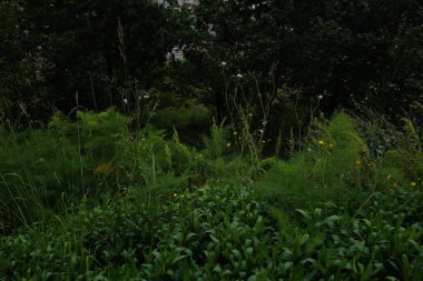 Bir şehir parkında bitki örtüsü