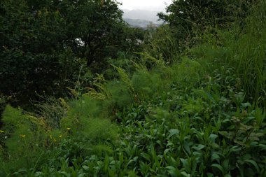 Bir şehir parkında bitki örtüsü