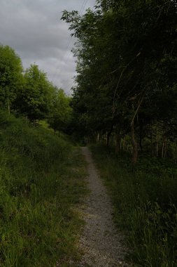 Bir şehir parkında bitki örtüsü