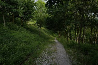 Bir şehir parkında bitki örtüsü