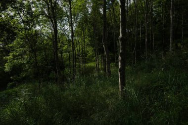 Bir şehir parkında bitki örtüsü