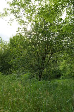 Bir şehir parkında bitki örtüsü