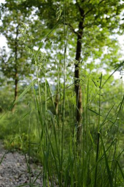 Bir şehir parkında bitki örtüsü