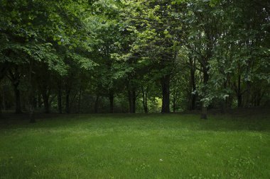 Bir şehir parkında bitki örtüsü