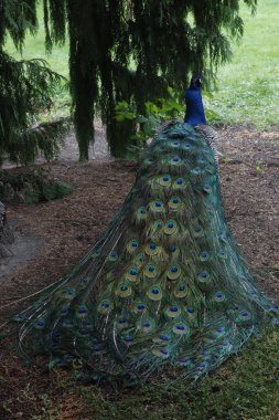 Parktaki tavus kuşu