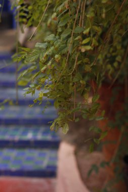 Marakeş, Fas 'taki bahçe.