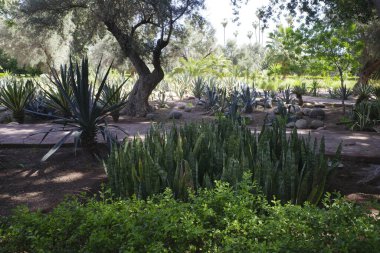 Marakeş, Fas 'taki bahçe.