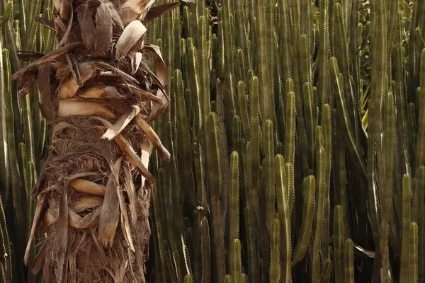 stock image Garden in Marrakech, Morocco