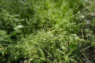 Banliyödeki şehir parkı