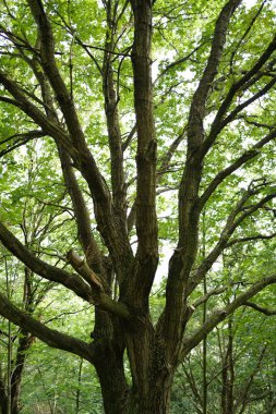 Banliyödeki şehir parkı
